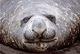 Southern Elephant Seal