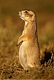 Prairie Dog