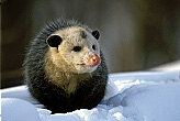 Possum