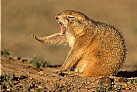 Prairie Dog