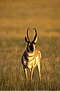 Pronghorn