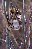 Red Squirrel