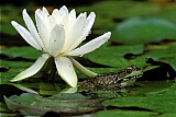 Water Lily and Green Frog