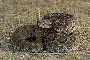 Rattlesnake