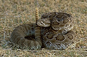 Rattlesnake