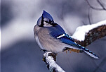 Blue Jay