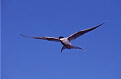 Antarctic Tern