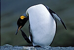 King Penguin