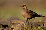 Skua