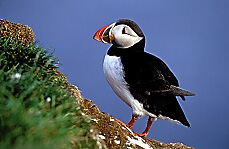 Puffin