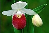 Showy Lady's-slipper