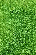 Moss