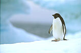 Adelie Penguin, Antarctic Peninsula=