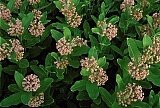 Common Milkweed