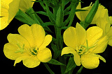 Common Evening-Primrose