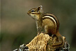 Chipmunk