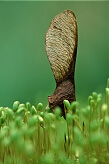 Oak Seed
