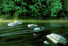 Stream