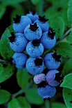Blueberries