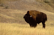 Badlands National Park