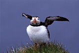 Atlantic Puffin