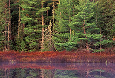 Foggy Lake
