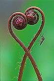 Insect and Plant