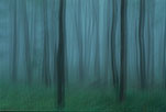 Misty Forest