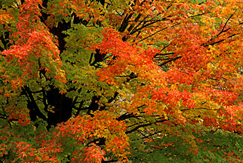 Autumn Color