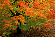 Tahquamenon Watershed