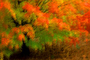 Autumn Color