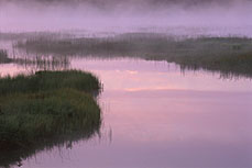 Misty Stream