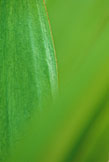 Plant Detail
