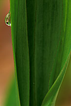 Plant Detail