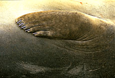 Southern Elephant Seal