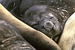 Southern Elephant Seal