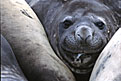 Southern Elephant Seal