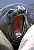 Southern Elephant Seal