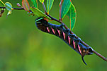 Caterpillar