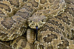 Rattlesnake