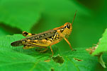 Grasshopper