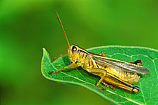 Grasshopper