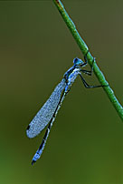 Damselfly