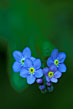 Blue Flower