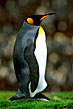 King Penguin