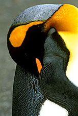 King Penguin