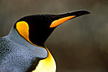 King Penguin