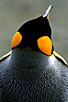 King Penguin