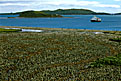 King Penguin Colony