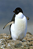 Adelie Penguin